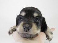 カニンヘン ダックスフンド 子犬 ブラッククリーム 女の子