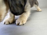 カニンヘン ダックスフンド 子犬 シェデットクリーム 男の子