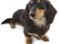 月子 カニンヘン ダックスフンド 女の子 ブラック＆タン