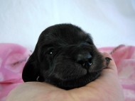 カニヘン　子犬　ブラタン女の子