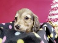 カニヘン ダックスフンド 子犬 シェーデットクリーム男の子