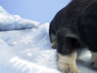 カニンヘン ダックスフンド 子犬 ブラッククリーム 男の子