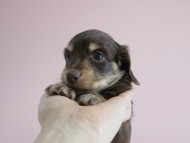 カニヘン 子犬 チョコクリ 女の子 カニヘン 子犬 チョコクリ 女の子