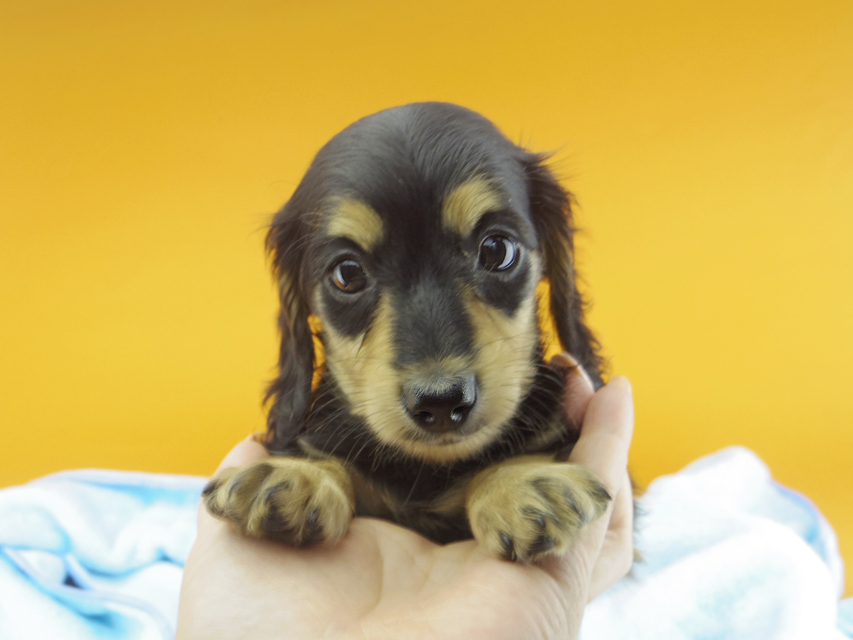 カニンヘンダックスフンド ビーmt & ボンmtの子犬 ブラックイエロー(ブラッククリーム) 女の子127 カニンヘンダックスフンド ビーmt & ボンmtの子犬 ブラックイエロー(ブラッククリーム) 女の子