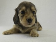 カニヘンダックス　子犬　シェーデットクリーム女の子