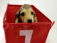 カニヘンダックス 子犬 シェーデットクリーム女の子 カニヘンダックス 子犬 シェーデットクリーム女の子