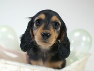 カニヘン 子犬 ブラタン女の子 カニヘン 子犬 ブラタン女の子