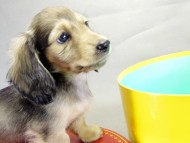 カニヘンダックス 子犬 シェーデットクリーム 男の子 カニヘンダックス 子犬 シェーデットクリーム 男の子