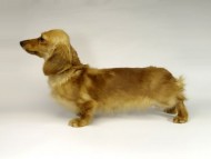 我が家の新星・英国チャンピオン直子　ゴールディロックス