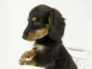 カニンヘンダックス　子犬　ブラックタン男の子