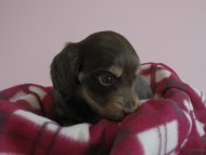 カニヘン　子犬　チョコクリ　女の子