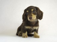 カニヘン　子犬　チョコクリ女の子