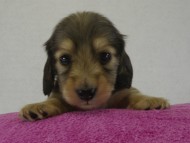 カニヘンダックス　子犬　シェーデットクリーム女の子