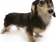 武蔵 JKCチャンピオン 極小カニンヘン 雄 ブラック&クリーム 武蔵 JKCチャンピオン 極小カニンヘン 雄 ブラック&クリーム