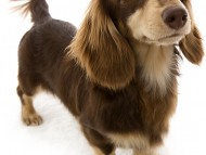 朝日 JKCチャンピオン直子 カニンヘン 雄 チョコ&クリーム 朝日 JKCチャンピオン直子 カニンヘン 雄 チョコ&クリーム