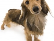 ユジン カニンヘンダックス 2.8kg 女の子 シェーデットクリーム