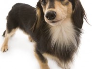 カニンヘン ダックスフンド 武蔵 2.5kg JKCチャンピオン ブラック＆クリーム