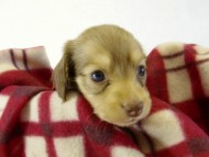 カニヘンダックス　子犬　クリーム　女の子