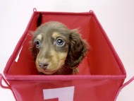 カニンヘン ダックスフンド 子犬 チョコ＆クリーム 男の子