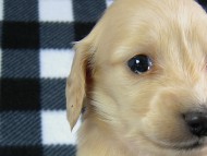 カニヘン　子犬　クリーム女の子