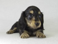 カニンヘン 子犬 ブラクリ男の子 カニンヘン 子犬 ブラクリ男の子