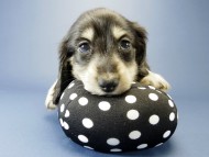 カニンヘン ダックスフンド 子犬 ブラッククリーム 男の子