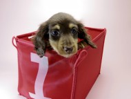 カニンヘン ダックスフンド 子犬 チョコ＆クリーム 男の子