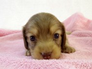 カニンヘン ダックスフンド　クリーム女の子