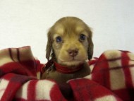 カニヘンダックス 子犬 クリーム 女の子 カニヘンダックス 子犬 クリーム 女の子