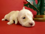 カニヘンダックス　仔犬　ピュアクリーム女の子