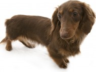 オアシス カニンヘンダックス 女の子 チョコ&タン オアシス カニンヘンダックス 女の子 チョコ&タン