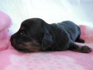 カニヘン　子犬　ブラタン女の子