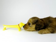 カニンヘンダックス　子犬　シェーデットレット男の子