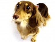 カニンヘンダックス　チョコ＆クリーム女の子　パッピーベル