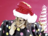 カニヘン ダックスフンド 子犬 シェーデットクリーム男の子