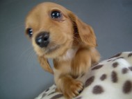 カニヘン　子犬　ブラタン女の子