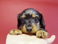 カニヘンダックス 子犬 シルバータンダップル男の子 カニヘンダックス 子犬 シルバータンダップル男の子