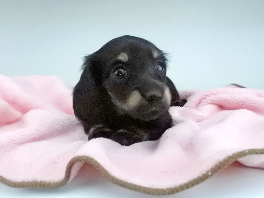 カニンヘンダックスフンド KT & ブルースの子犬 ブラックイエロー(ブラッククリーム) 女の子133 カニンヘンダックスフンド KT & ブルースの子犬 ブラックイエロー(ブラッククリーム) 女の子