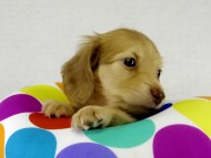 カニヘンダックス　シェーデットクリーム男の子