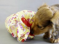 カニヘン 子犬 レット男の子 カニヘン 子犬 レット男の子