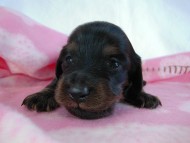 カニヘン 子犬 ブラタン女の子 カニヘン 子犬 ブラタン女の子