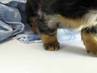 カニンヘン ダックスフンド 子犬 シルバーダップル男の子