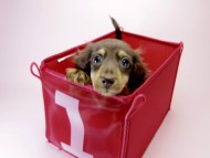 カニンヘン ダックスフンド 子犬 チョコ＆クリーム 男の子