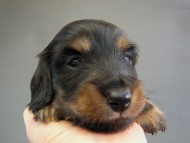 カニヘン　子犬　ブラタン男の子