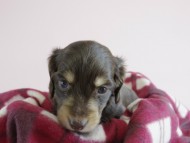 カニヘン 子犬 チョコクリ 女の子 カニヘン 子犬 チョコクリ 女の子