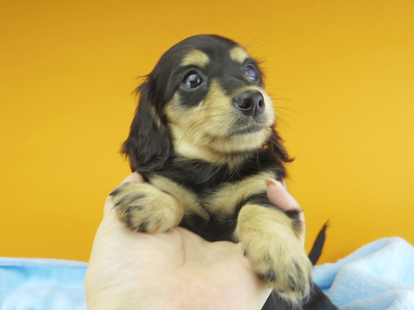 カニンヘンダックスフンド ビーmt & ボンmtの子犬 ブラックイエロー(ブラッククリーム) 女の子134 カニンヘンダックスフンド ビーmt & ボンmtの子犬 ブラックイエロー(ブラッククリーム) 女の子