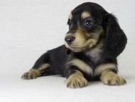 カニンヘン 子犬 ブラクリ男の子 カニンヘン 子犬 ブラクリ男の子