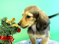 カニンヘンダックス　子犬　シェーデットクリーム女の子