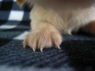 カニヘン　子犬　クリーム女の子