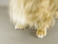 桃花ちゃん ミニチュアダック